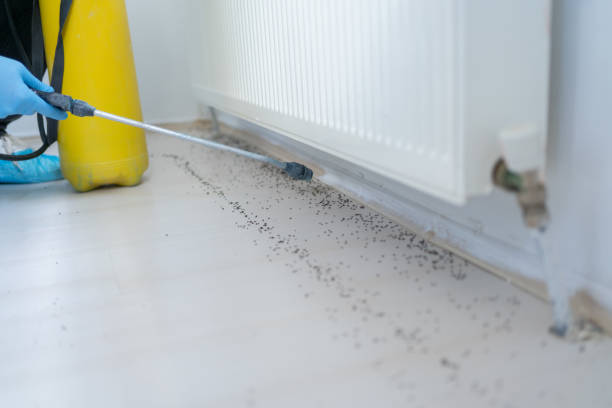 Best Local Pest Control Services  in Holland, TX
