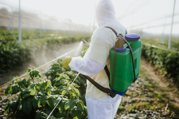 Wasp Removal Services in Holland, TX